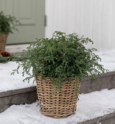 Sypress Squarrosa Sypress Squarrosa